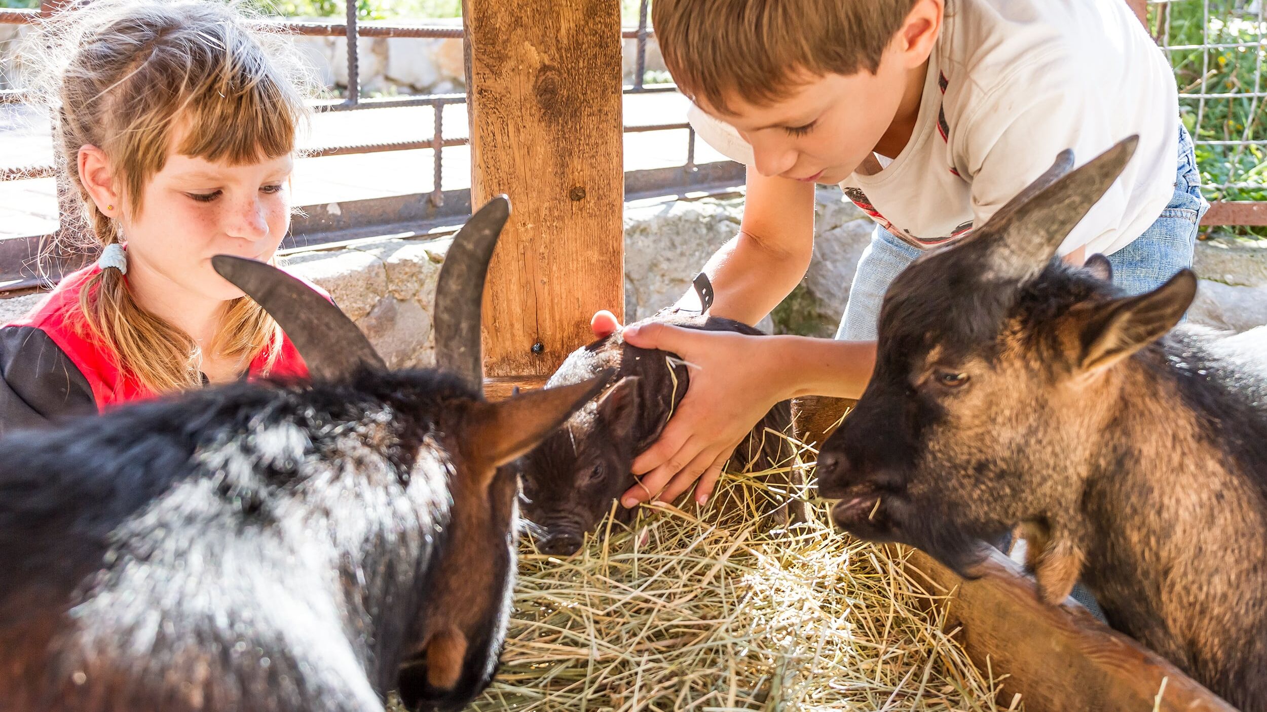 Bambini-in-fattoria
